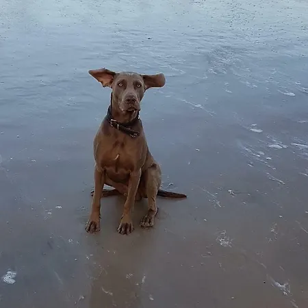 Louisa - Liegestuhl 45